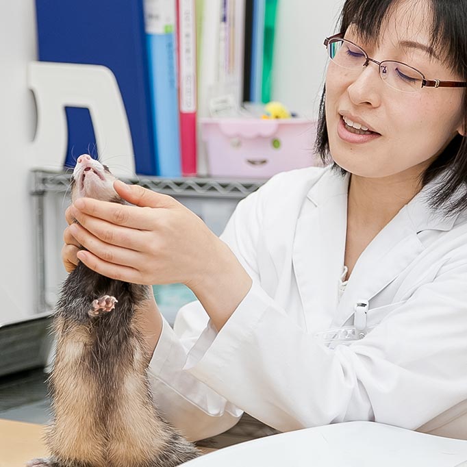 丁寧な診療を行います・小動物の診療の場合