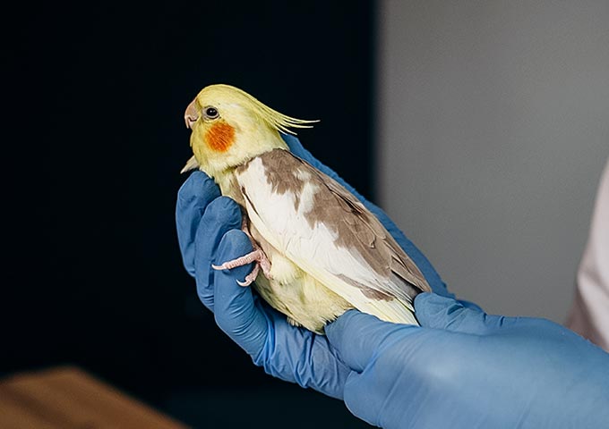 鳥の診療の場合