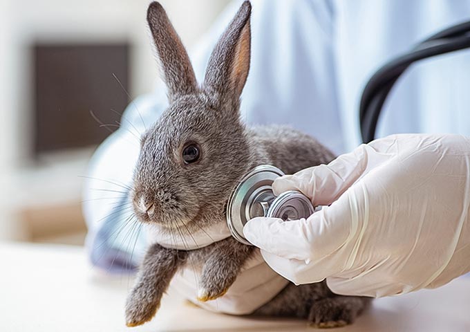 小動物の診療の場合